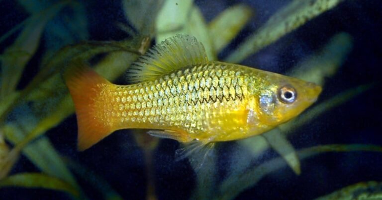 Ornamental Fish Travel Better With Cannabidiol On Board