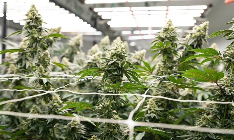 Streamline Commercial Cannabis Cultivation With GrowGeneration
