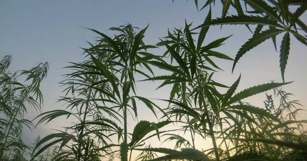 New Bill Seeks To Further Delay US Intoxicating Hemp Ban