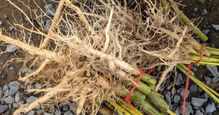 Hemp Roots Have Cancer Research Value