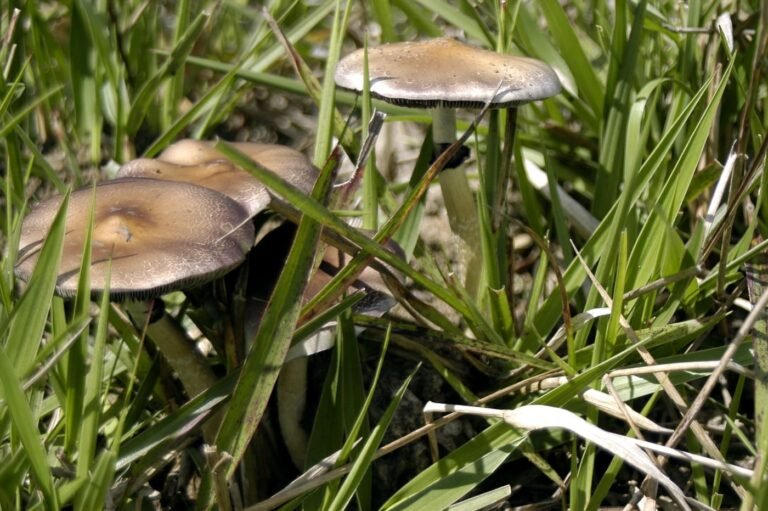 10 Million US Adults Microdosed Psychedelics Last Year, New Report Shows - MEDCAN24