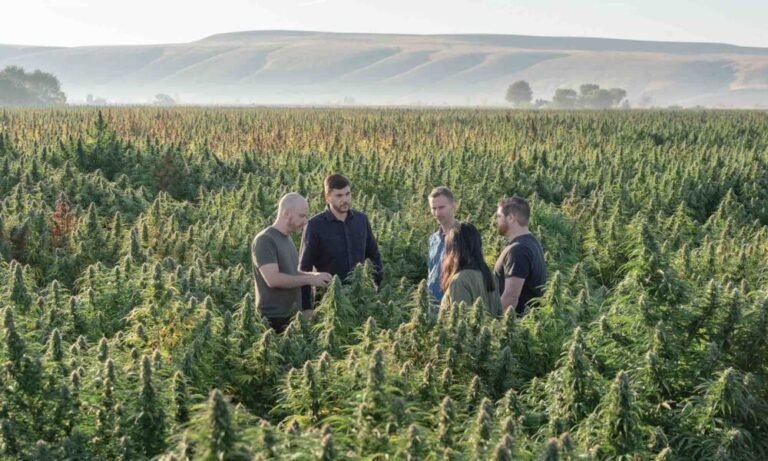 Terpenes, Unlocked: The Aromatic Soul of Cannabis