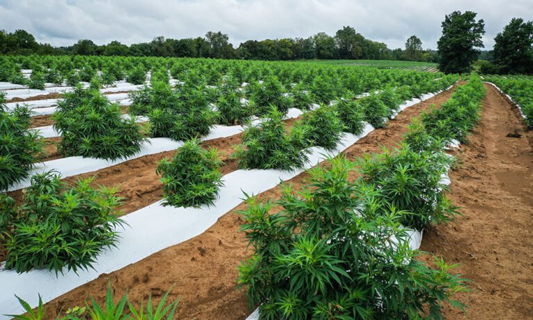 10 Interesting Facts About the History of Hemp