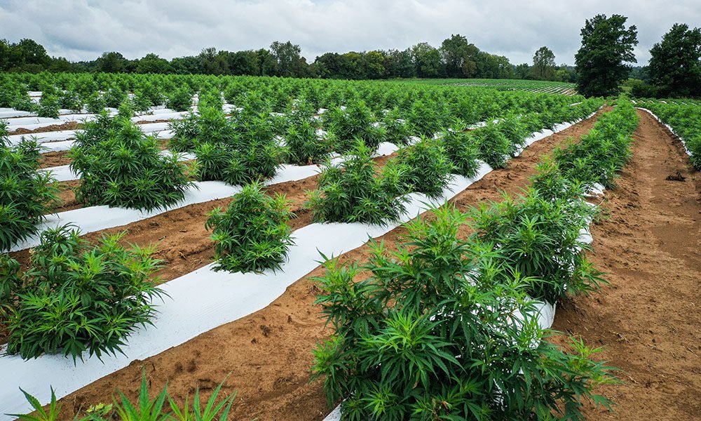 10 Interesting Facts About the History of Hemp