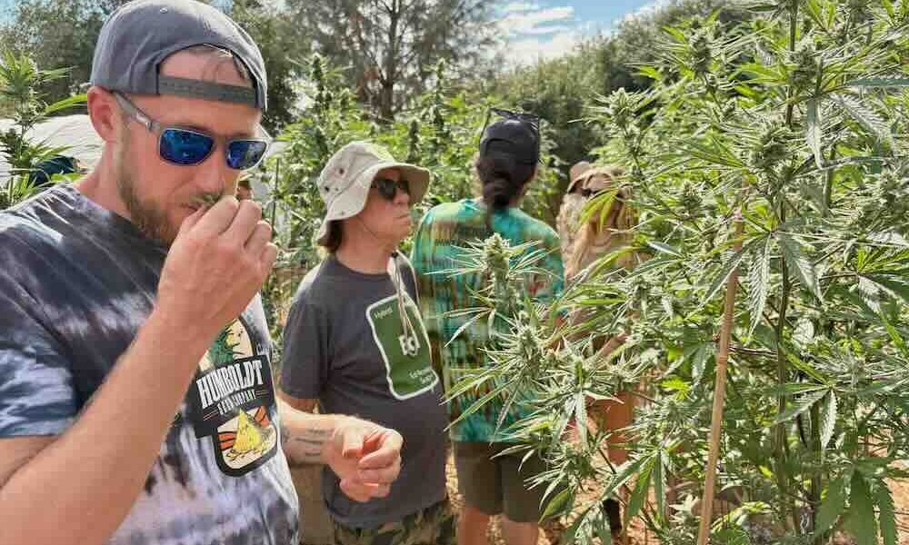 Inside Humboldt Seed Company’s 2025 Pheno Hunt for Washers