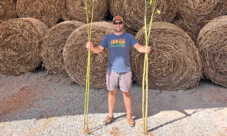 HempWood: The Future of Sustainable Building