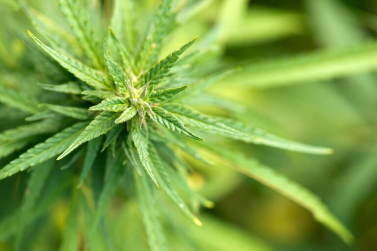 European hemp association urges EU to raise THC ceiling to 1% in major reform push