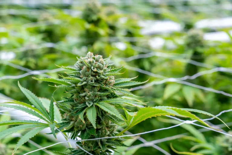 Marijuana May Be A ‘Gateway To Women’s Orgasm’ In Sexual Health Treatment, Scientific Analysis Finds - MEDCAN24