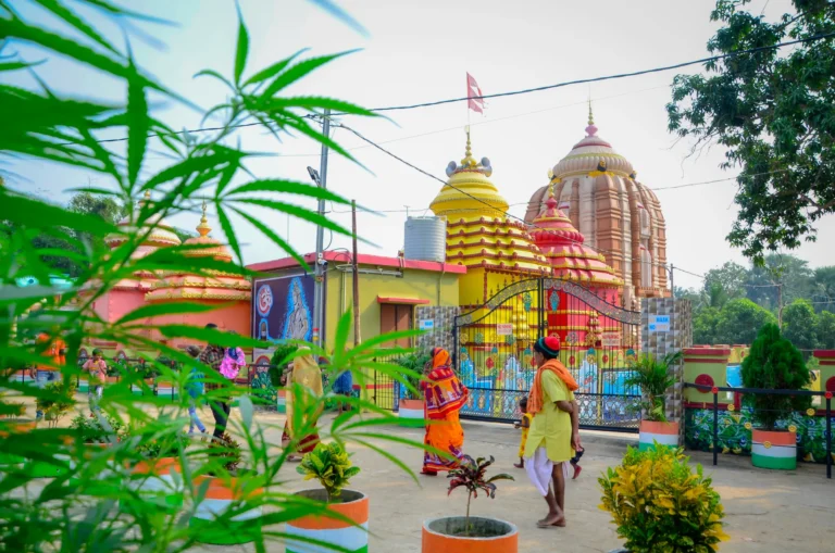 India Issues First Cannabis Research Grant That Could Help Open Up Market