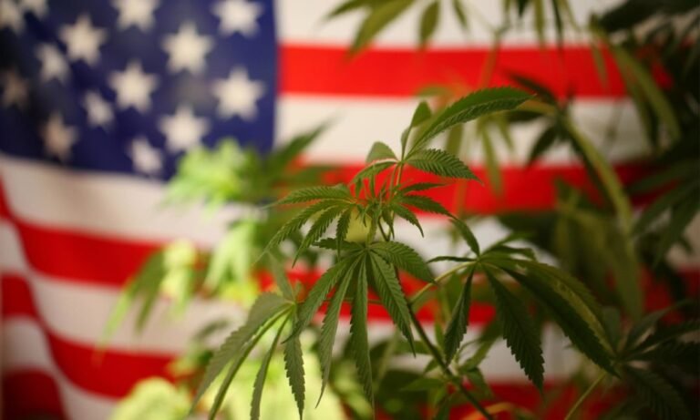 When Bad Actors Hijack Hemp—and Risk Derailing an American Opportunity