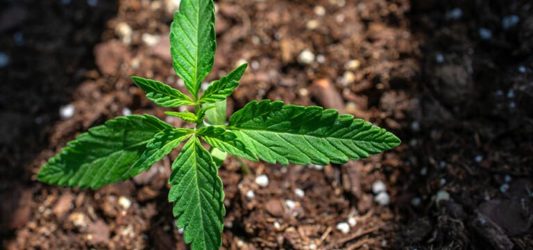 North Carolina Bill Would Put Adult-Use and Medical Cannabis Questions on November Ballots 