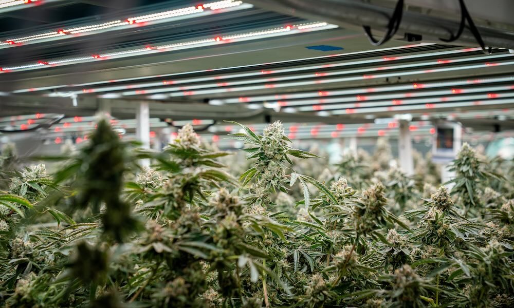 Cultivation’s Biggest Risk Isn’t the Crop—It’s the Build