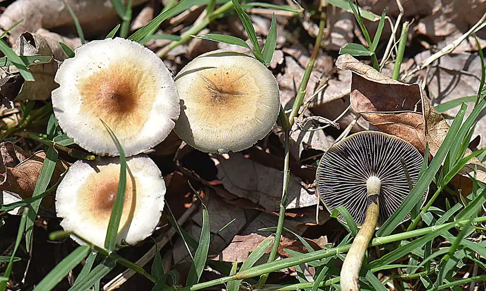 A Single Dose Of Psilocybin Can Lead To ‘Rapid’ And ‘Long-Lasting’ Improvements In Depression, Study Indicates - MEDCAN24