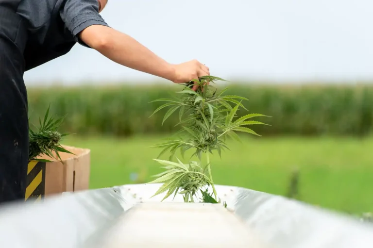 More Older Adults Are Using Marijuana As An Alternative To Pharmaceuticals, Federally Funded Study From American Medical Association Shows - MEDCAN24