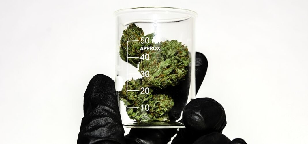 Massachusetts Regulators to Audit Cannabis THC Potency Levels