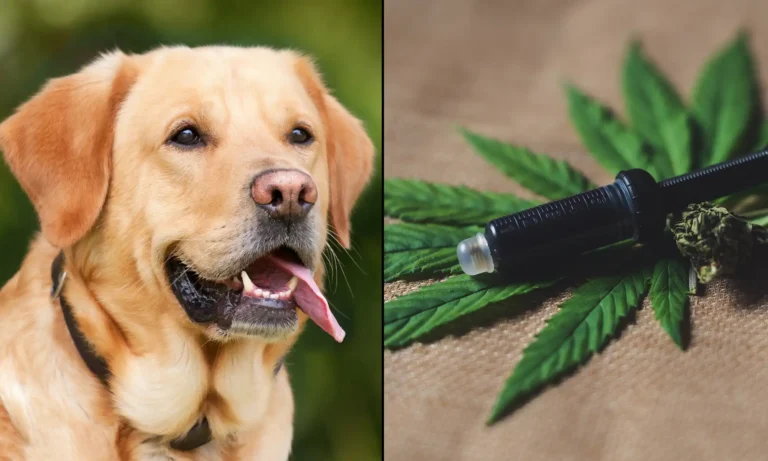 CBD Holds Potential As An ‘Anticancer Agent’ For Dogs, New Scientific Review Concludes - MEDCAN24