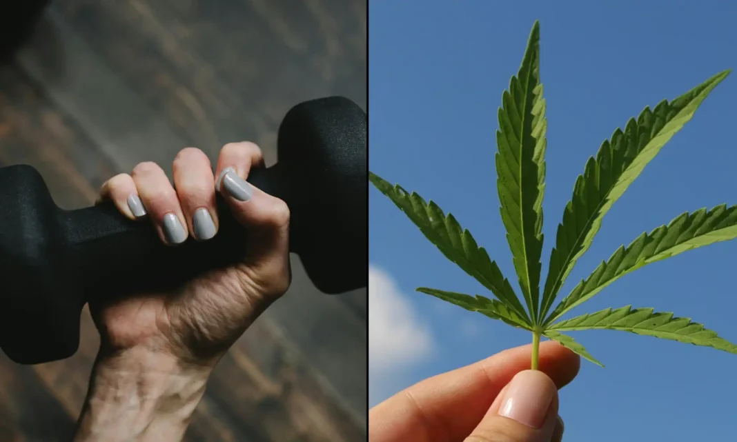Kolejne badanie obala stereotyp leniwego palacza marihuany, wskazując na związek między jej używaniem a wzrostem aktywności fizycznej w niektórych formach