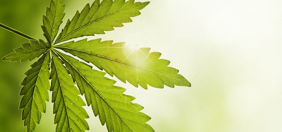 ASA Outlines Patient Rights After Medical Cannabis Rescheduling