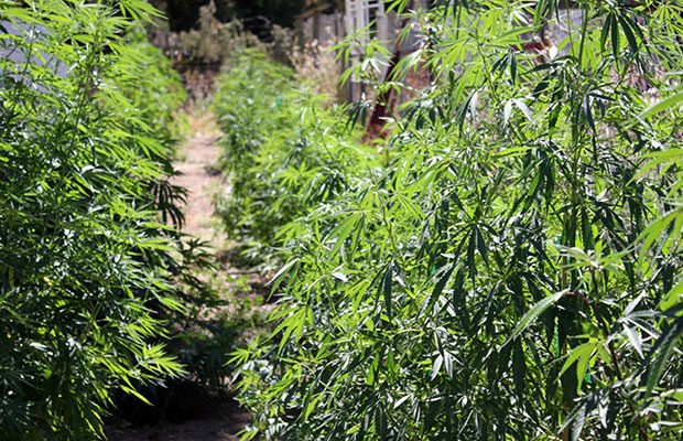 Summer Care: Pest Management and Crop Maintenance