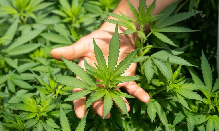 Growing Porch Pot: A Lesson in Faith