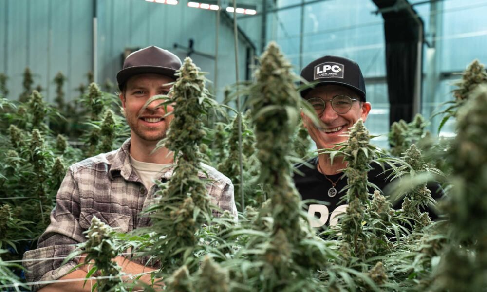 Big Sky Forever: Lone Peak Cannabis