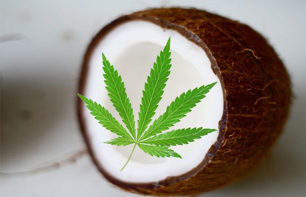 7 Ways to Use Cannabis Infused Coconut Oil