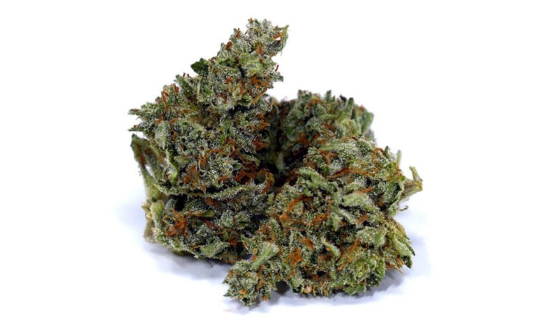 Chocolope: This Potent Strain Provides a Contented Happiness