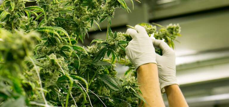 UFCW Backs Passage of Federal Bill to Legalize Cannabis 