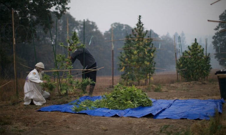 How to Harvest Sungrown Cannabis