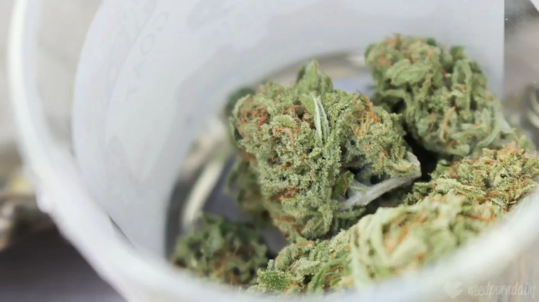 Badanie pokazuje, że legalizacja marihuany zmniejsza liczbę upadłości konsumenckich wraz ze spadkiem liczby aresztowań