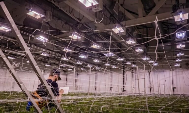 The People Behind the Plants: Meet GrowGeneration’s Commercial Cultivation Technical Team