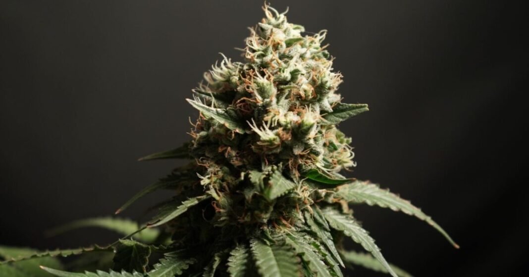 Women More Likely To Substitute Cannabis For Antidepressants Post-Legalization