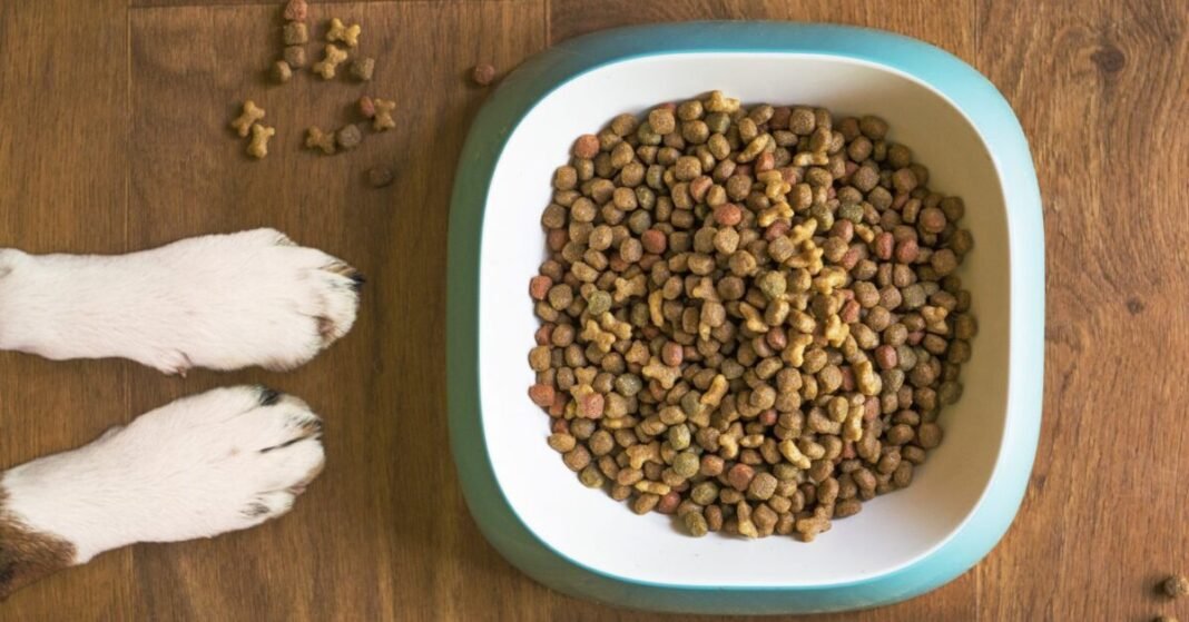 Adding Hemp To Dog Food Could Boost Canine Gut Health