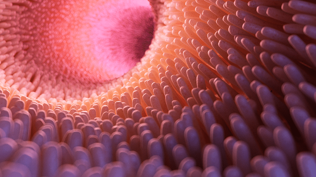 Microbiota and the Endocannabinoid System