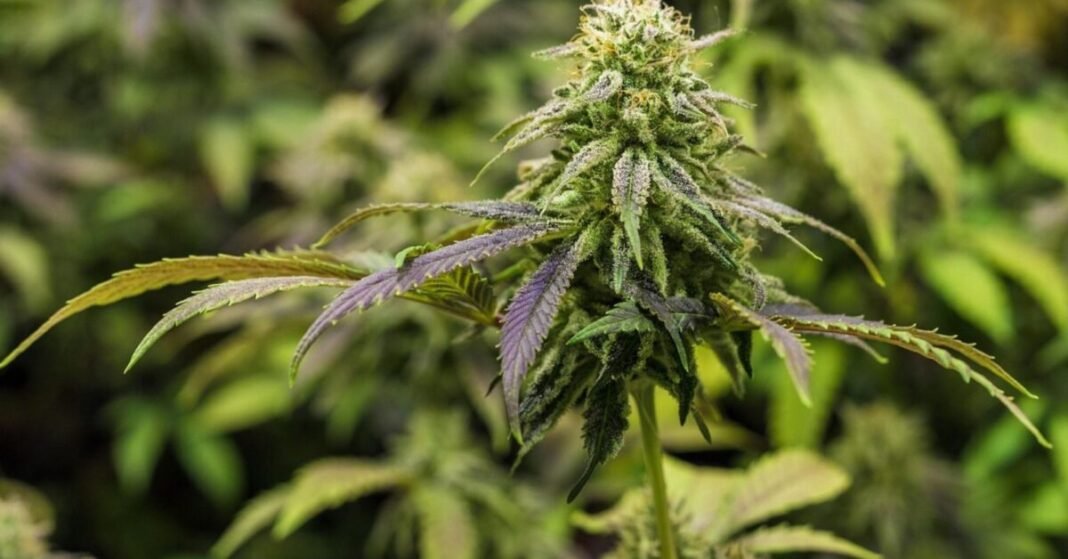 Study Provides Insight Into How To Boost Cannabinoid And Terpene Production