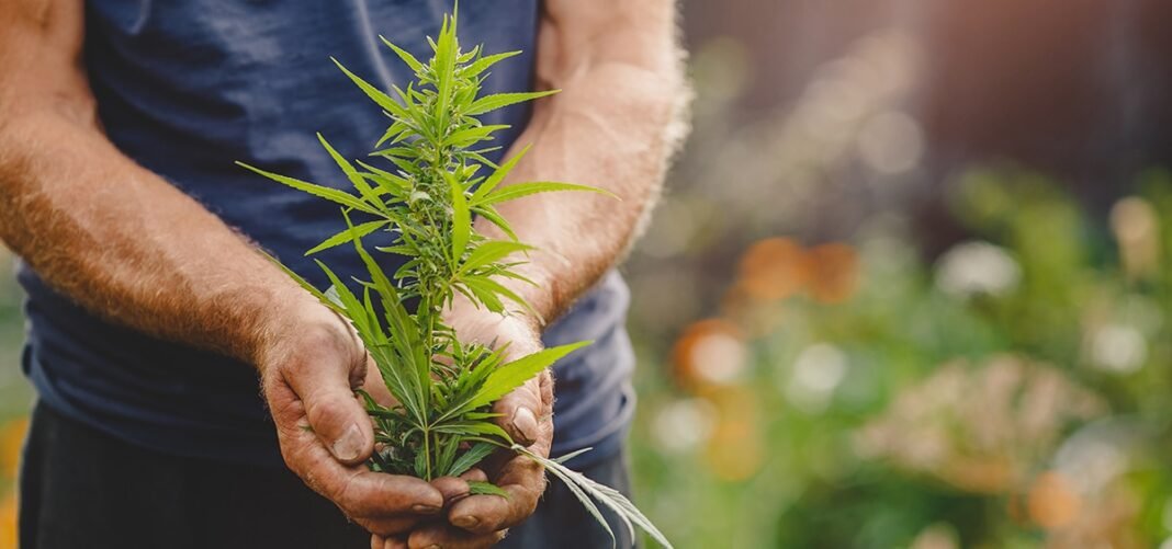 Humboldt County Settles Lawsuit Challenging Cannabis Cultivation Fees