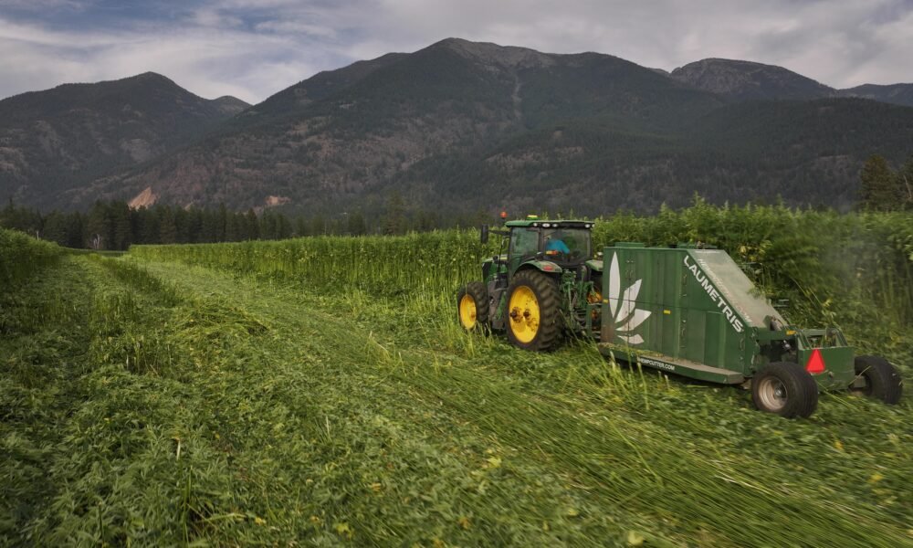 Senate Passes Spending Bill With One-Month Delay to Federal Hemp Crackdown