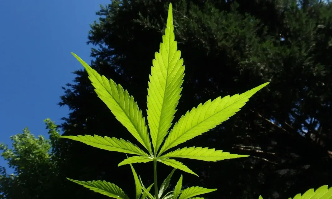 Federally Funded Cancer Study Highlights Need To Cover Medical Marijuana Under Insurance, Researchers Say - MEDCAN24