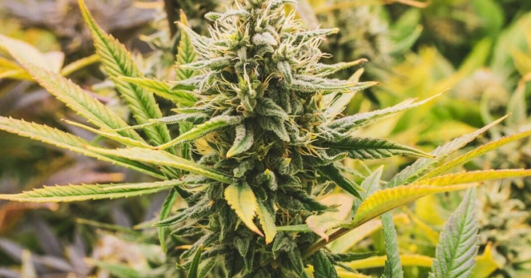 Nepal’s Gandaki Province Legalizes Medical Cannabis Farming