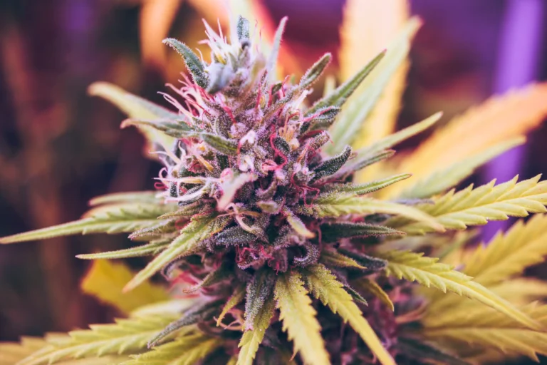 Badania wykazują, że marihuana medyczna łagodzi ból, poprawia sen i zmniejsza lęk u kobiet z endometriozą, a jednocześnie ogranicza stosowanie opioidów