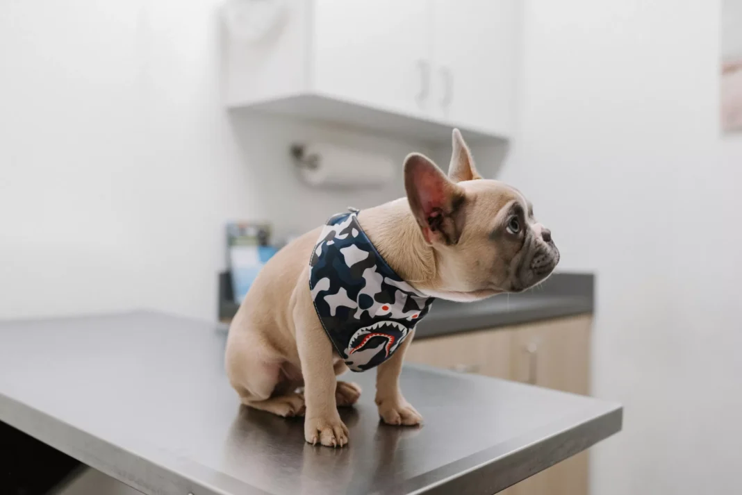 Argent Biopharma’s CannEpil to Target $3bn Veterinary Pain Market, Weeks After Debt-Relief Deal