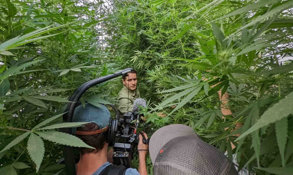 „One Plant” zadaje potężny cios