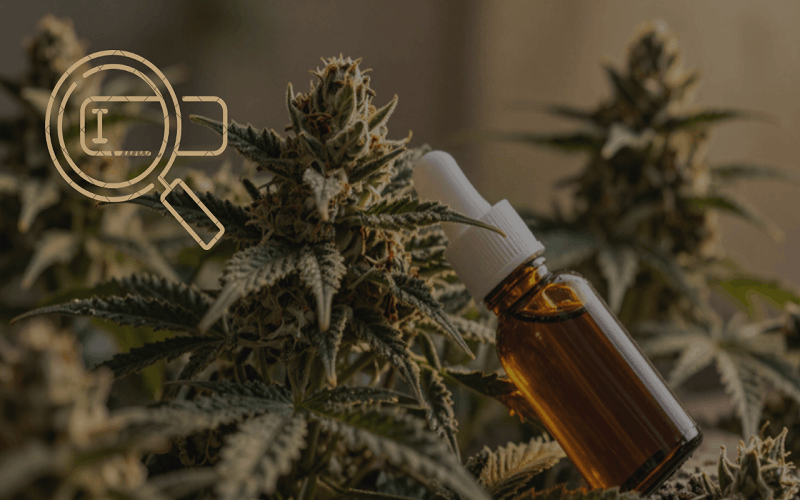 CBD SEO in 2026: How Hemp Brands Win Search Without Ads