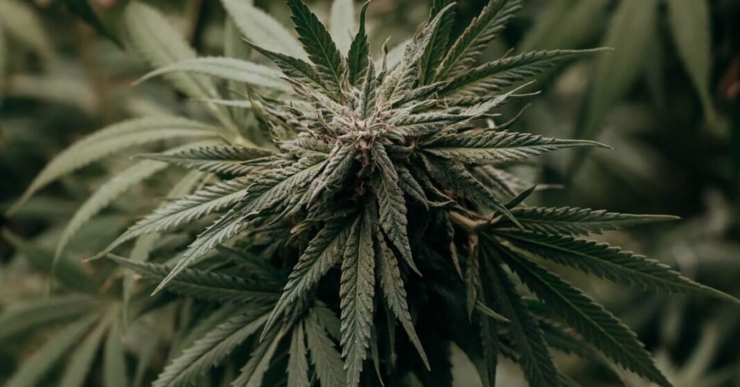 Lawmaker Calls For Independent Review Of Malta’s Cannabis Laws