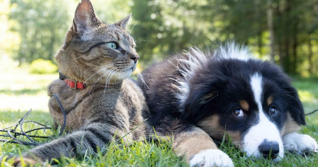 Lifestyle
                    
    
        
        Can Cannabis Extract Treat Tick Bites?