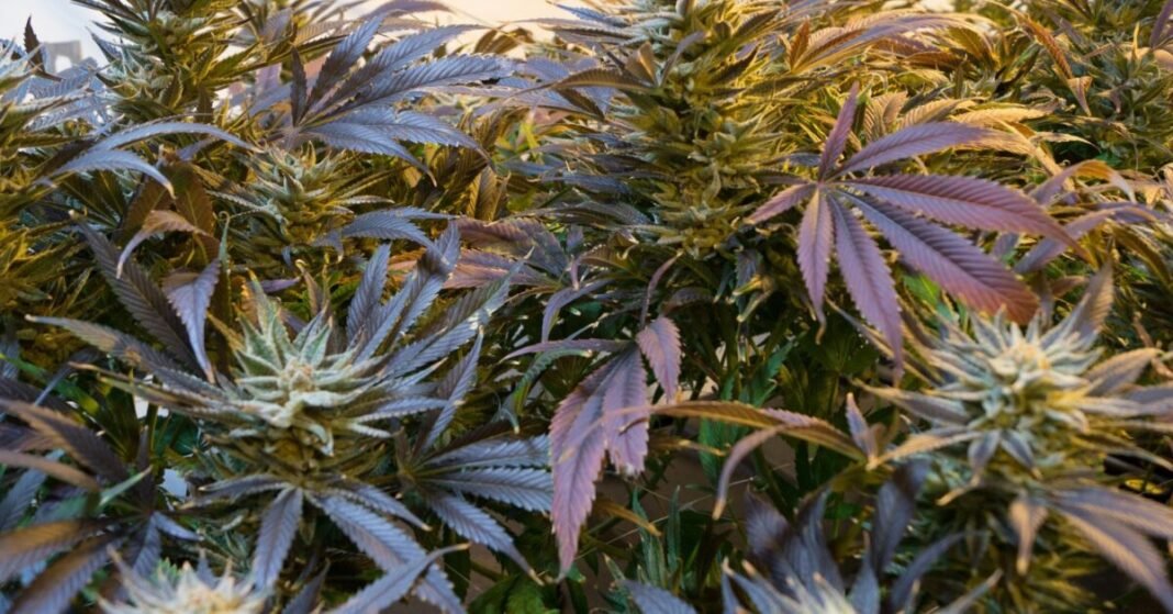 German Cannabis Cultivation Association Totals Continue To Climb