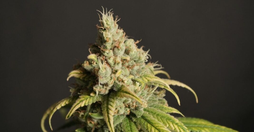 Study: German Legalization Not Associated With Changes In ‘Heavy Use’