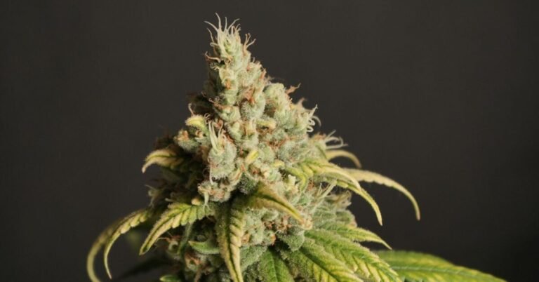 Study: German Legalization Not Associated With Changes In ‘Heavy Use’