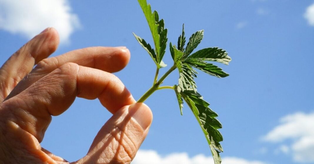 New Report Highlights The Value Of The U.S. Hemp-Cannabinoid Sector