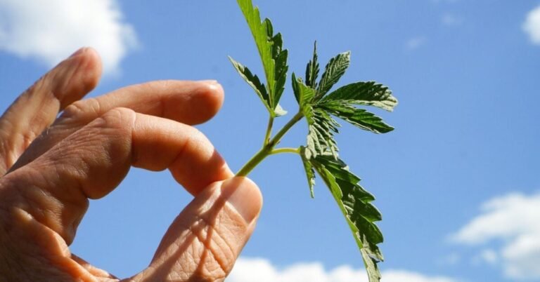 New Report Highlights The Value Of The U.S. Hemp-Cannabinoid Sector